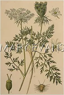 Daucus: PLANTS/DAUCUS CAROTA