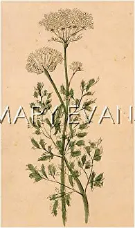 Daucus: PLANTS/DAUCUS CAROTA