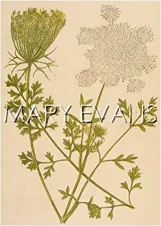 Daucus: PLANTS/DAUCUS CAROTA