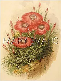 Alpinus: PLANTS/DIANTHUS ALPINUS