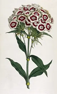 Barbatus: Plants - Dianthus Barbatus
