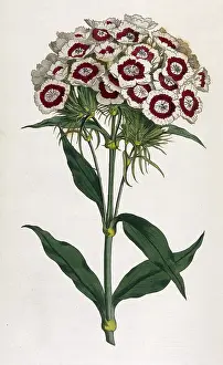 Dianthus: Plants - Dianthus Barbatus