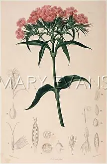 Barbatus: PLANTS/DIANTHUS BARBATUS
