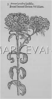 Barbatus: PLANTS/DIANTHUS BARBATUS