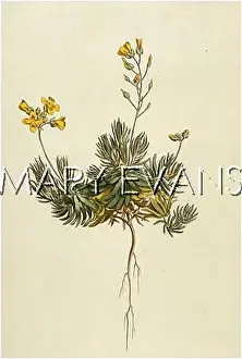 Whitlow: PLANTS/DRABA AIZOIDES
