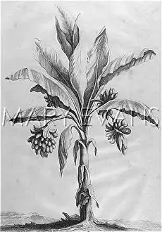 Mandrake: PLANTS/DUDAIMS