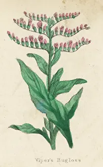 Vulgare: PLANTS/ECHIUM LYCOPSIS