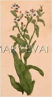 Bugloss: PLANTS/ECHIUM SP