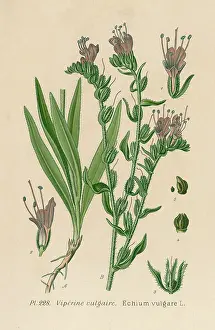 Vulgare: PLANTS/ECHIUM VULGARE