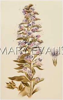 Bugloss: PLANTS/ECHIUM VULGARE