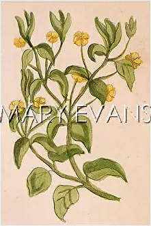 Strife: PLANTS/EPILOBIUM SP
