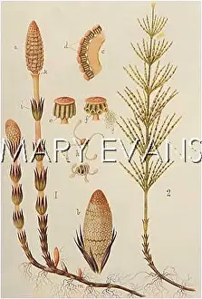 Arvense: PLANTS/EQUISETUM ARVENSE