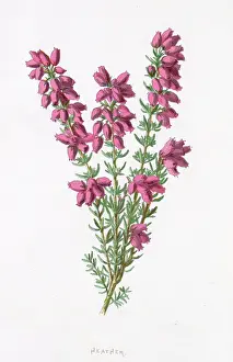 Erica: PLANTS/ERICA CINEREA