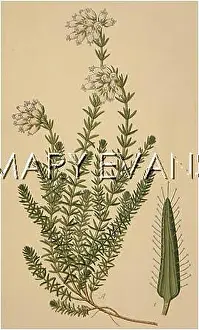 Tetralix: PLANTS/ERICA TETRALIX