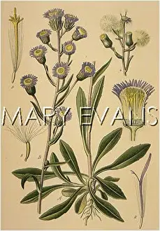 Fleabane: PLANTS/ERIGERON ACRE