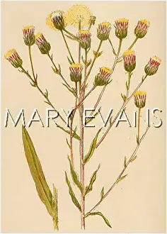 Acris: PLANTS/ERIGERON ACRIS