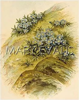 Borage: PLANTS/ERITRICHIUM NANUM