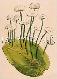 Verna: PLANTS/EROPHILA VERNA