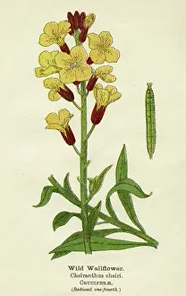 Wallflower: PLANTS/ERYSIMUM CHEIRI