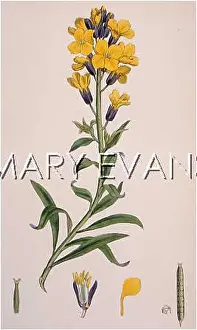 Cheiranthus: PLANTS/ERYSIMUM CHEIRI
