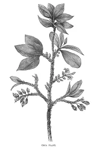 Coca: PLANTS/ERYTHROXYLON COCA