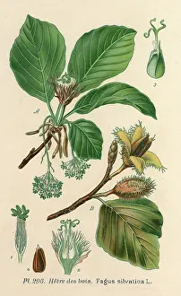 Fagus: PLANTS/FAGUS SILVATICA