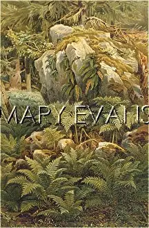 Aspidium: PLANTS/FERNS