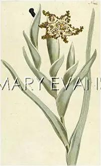 Ferraria: PLANTS/FERRARIA CRISPA