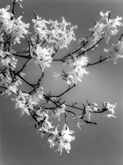 Forsythia: PLANTS/FORSYTHIA
