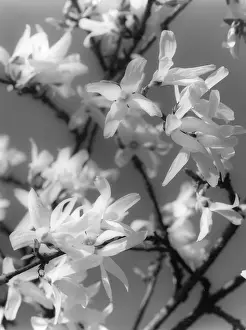 Forsythia: PLANTS/FORSYTHIA