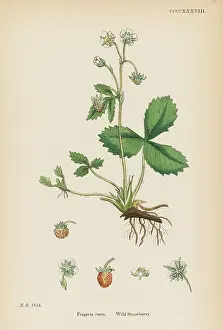 Fragaria: PLANTS/FRAGARIA VESCA