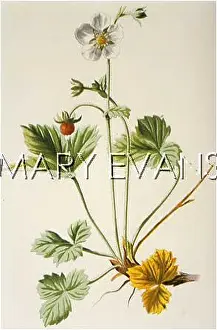 Fragaria: PLANTS/FRAGARIA VESCA