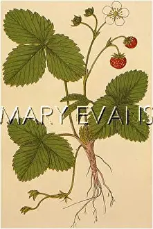Fragaria: PLANTS/FRAGARIA VESCA