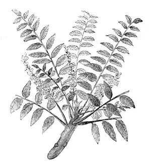Frankincense: PLANTS/FRANKINCENSE
