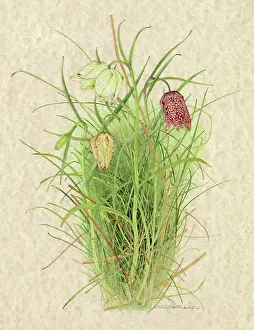 Helga Crouch: PLANTS/FRITILLARIA