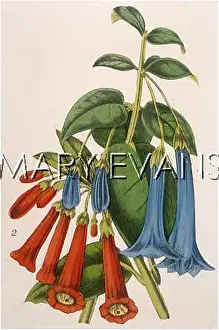 Fuchsia: PLANTS/FUCHSIA