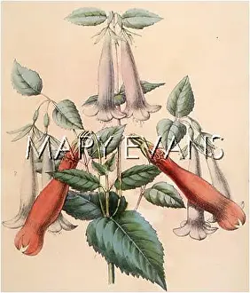 Fuchsia: PLANTS/FUCHSIA SP