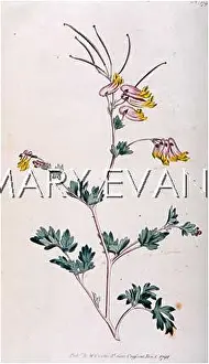 Glauca: PLANTS/FUMARIA GLAUCA
