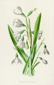 Nivalis: Plants - Galanthus Nivalis