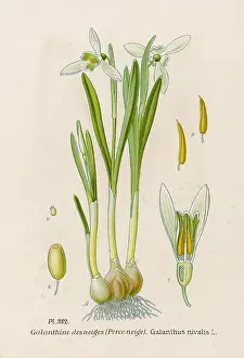 Nivalis: PLANTS/GALANTHUS NIVALIS