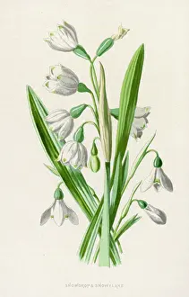 Nivalis: Plants - Galanthus Nivalis