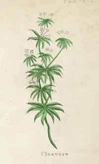 Sticky: PLANTS/GALIUM APARINE