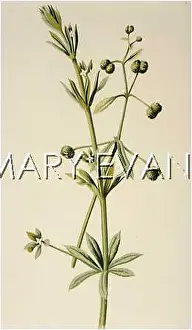 Galium: PLANTS/GALIUM APARINE