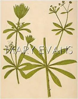 Cleavers: PLANTS/GALIUM APARINE
