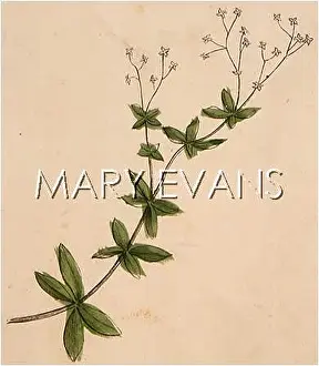 Bedstraw: PLANTS/GALIUM BOREALE