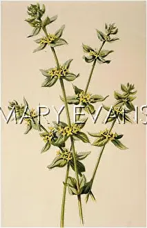 Galium: PLANTS/GALIUM CRUCIATUM