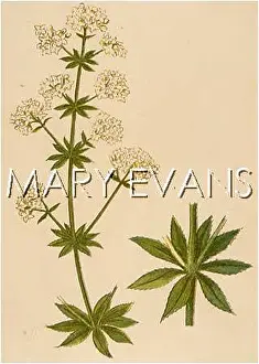 Bedstraw: PLANTS/GALIUM MOLLUGO