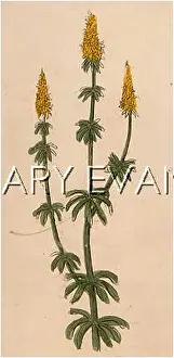 Verum: PLANTS/GALIUM VERUM