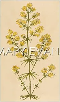 Verum: PLANTS/GALIUM VERUM