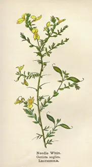 Whin: PLANTS/GENISTA ANGLICA